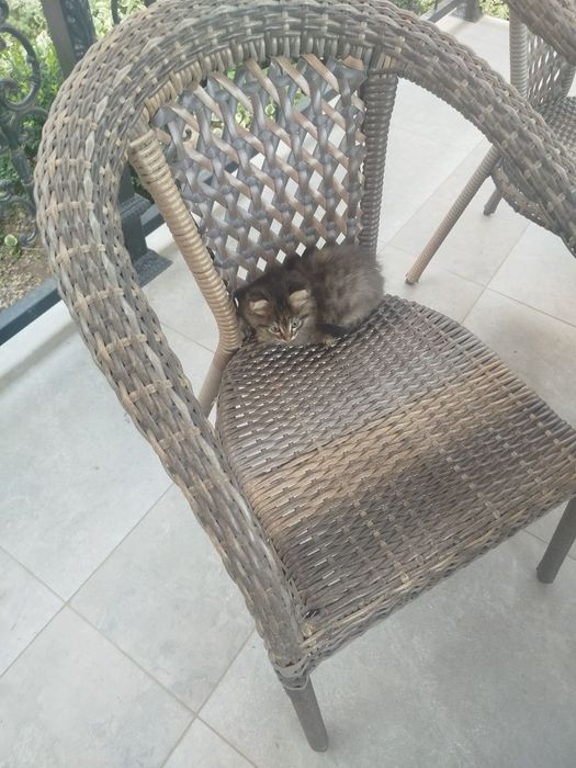 БЕСПЛАТНО!!!  Отдам котенка , девочка