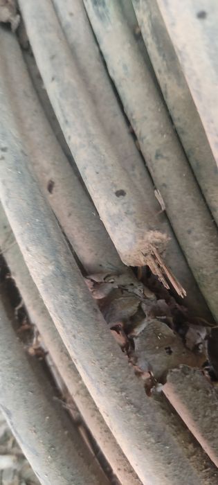 Kabil sotiladi 12 razmir