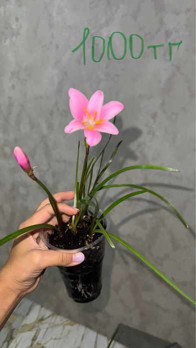 Растение Зефирантес