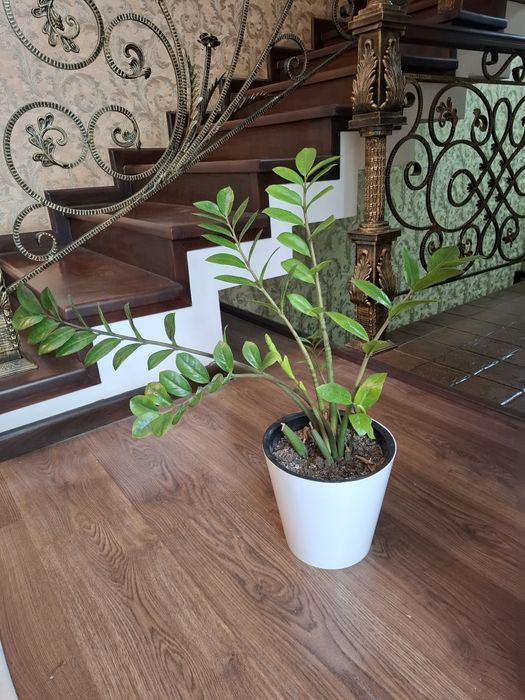 Замиокулькас.  Продаётся