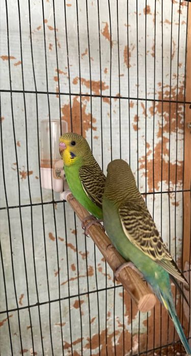 Папугай валнистий papugay tòti