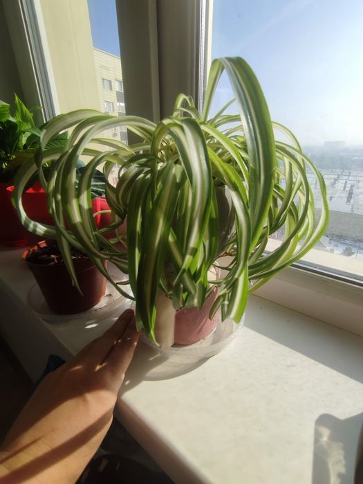 Хлорофитум для офиса и дома