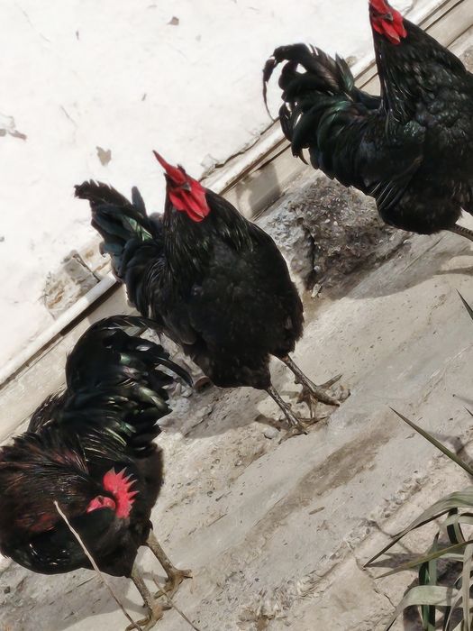 Zoti toza avstralop xo'rozlari tezda sotiladi