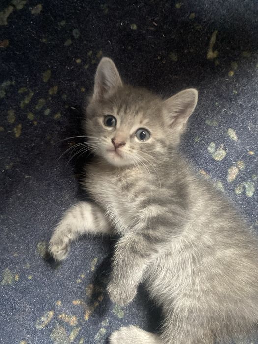 Котёнок в добрые руки!