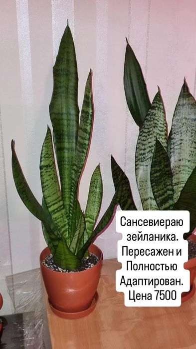 Сансевиера зейланика   Цветы для дома и офиса