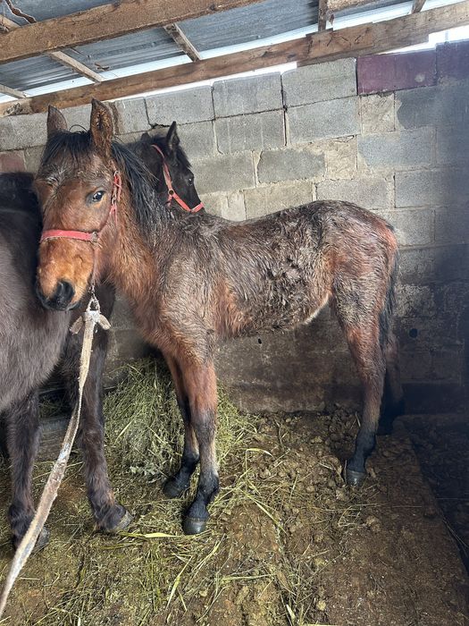 Тай лошадь жеребчик