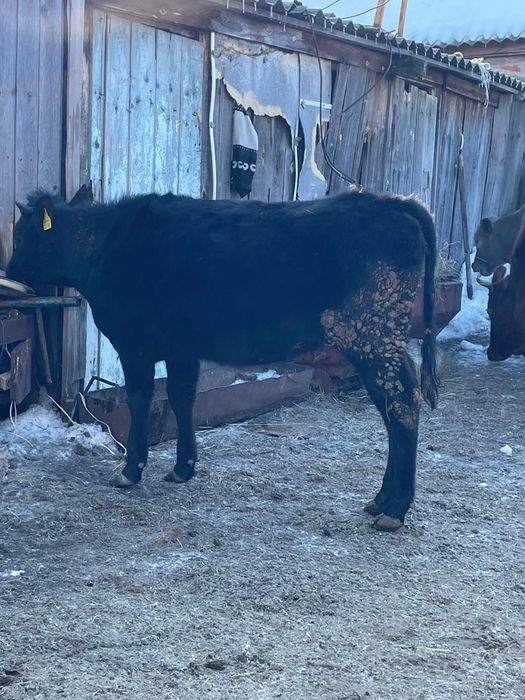 Семиз кашарлар,,