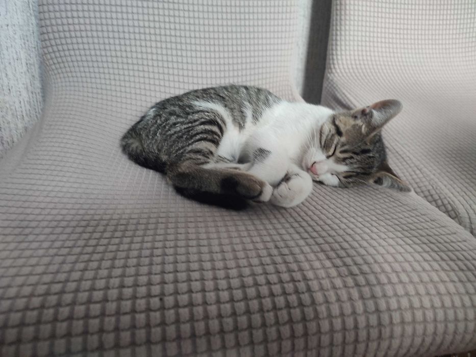 3 месечни котета