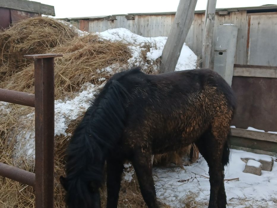 Тай  на откорме 2 месяца