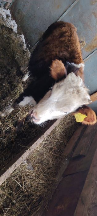 Продам телёнка 5 месяца