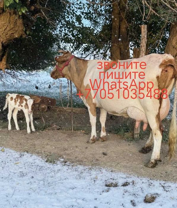 Молочная дуйная корова