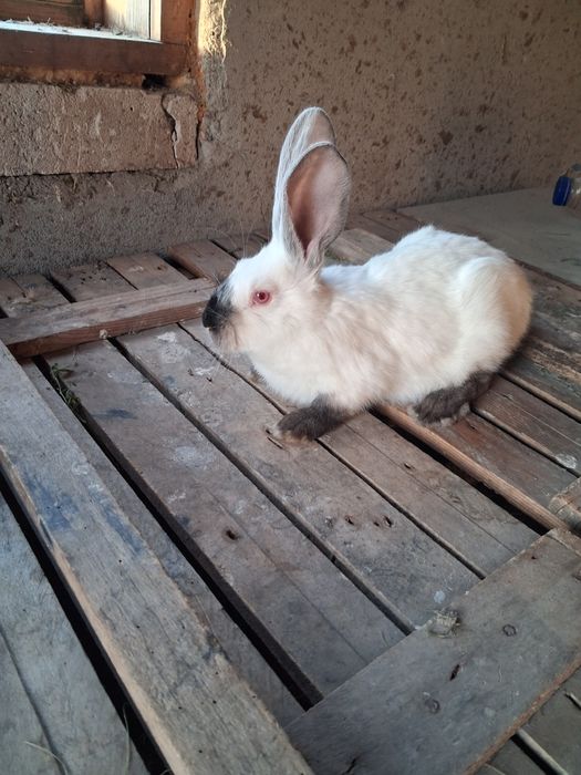 Masculi Uriaș de Transilvania