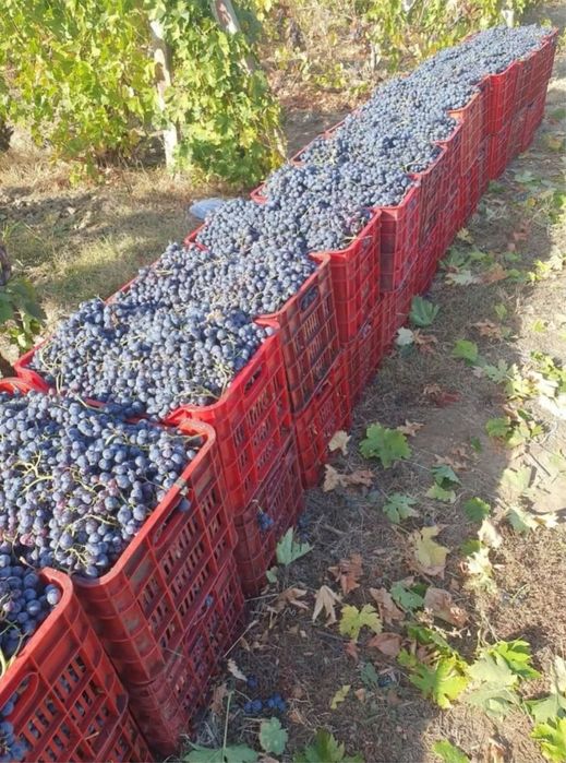 Vand struguri de   vin