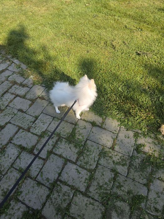 Pomeranian femelă