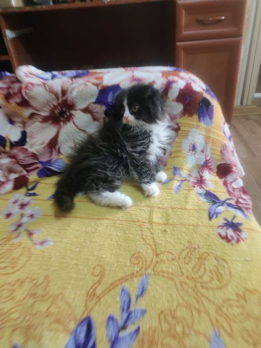 Вислоухая девочка