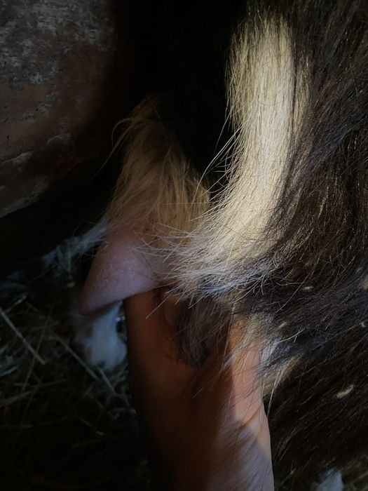 Vând capră cu lapte!