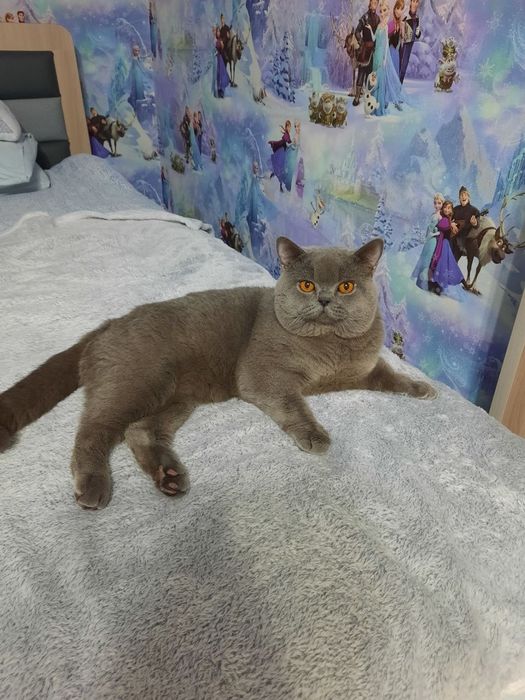 Вязка Чистокровный британский короткошерстный кот