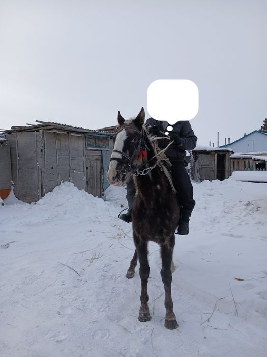 Продам Орловская кобылку