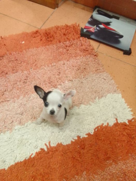 Мини Чихуахуа Бебе.  Супер сладурче