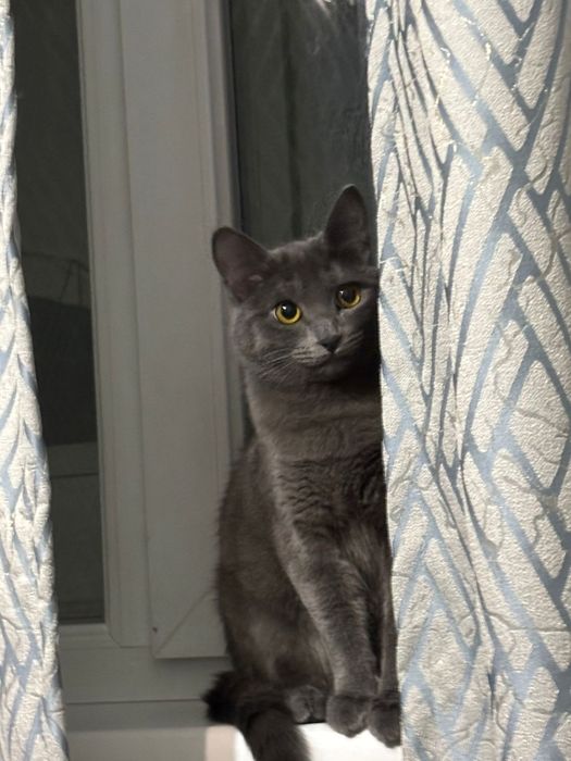 Отдам кошку в добрые руки бесплатно