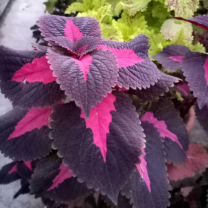 Колеус вегетативный