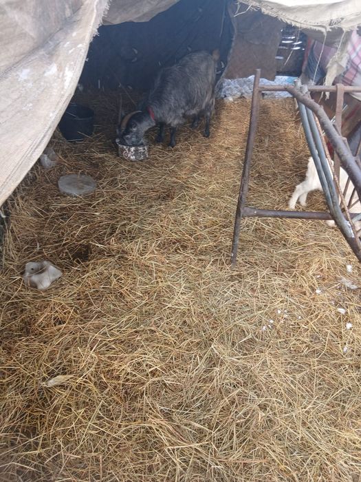 De Vânzare 6 capre și on ied 5 sunt gestante și una are ied