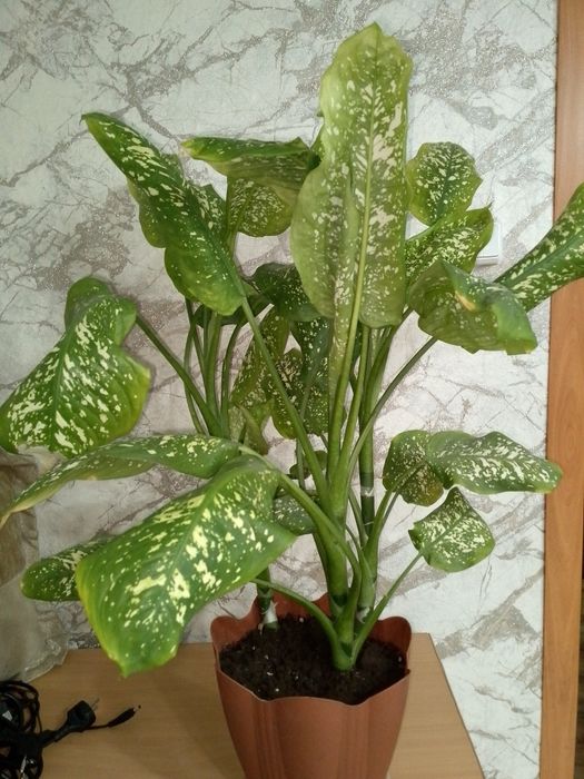 Продам дифенбахию
