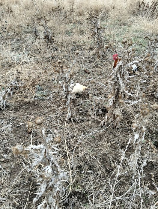 Сибрайт лимонная курочка