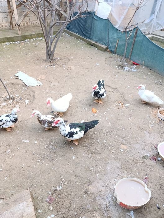 Indutkala sotiladi soglom 3ta erkak 3ta urgochj