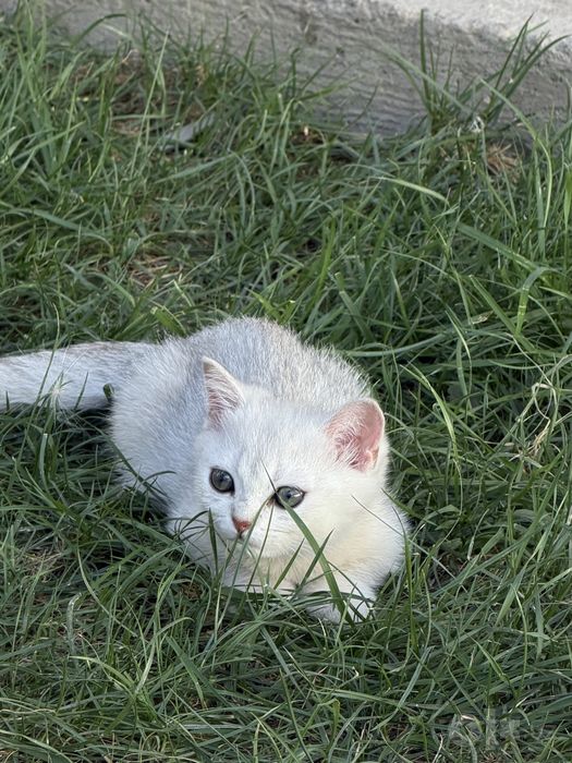 Тоза кон Серебристая шиншилла скоттиш страйт, фолд
