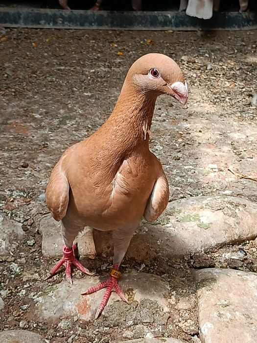 Porumbei voiajori germani / simi