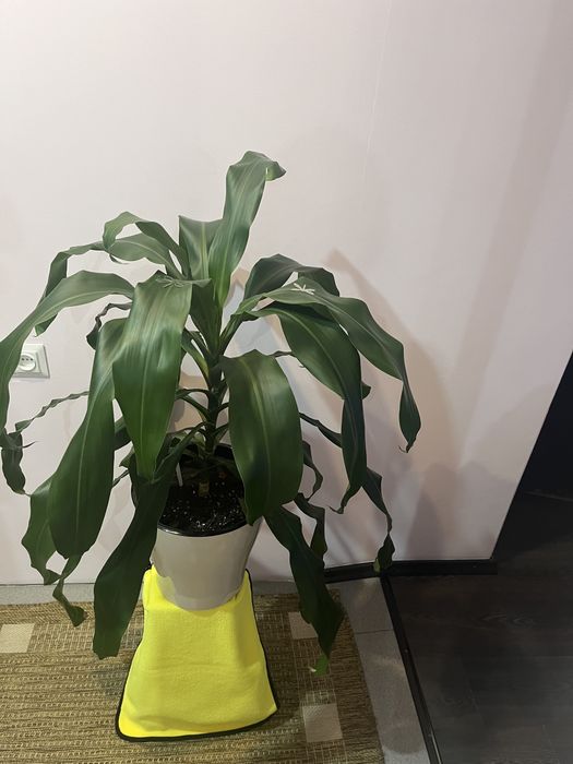 Пальма для офиса