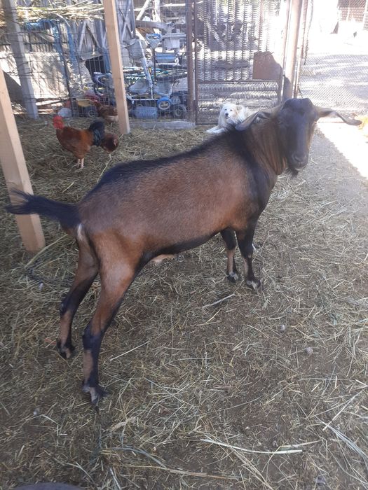 Vand tap,iedut si capra