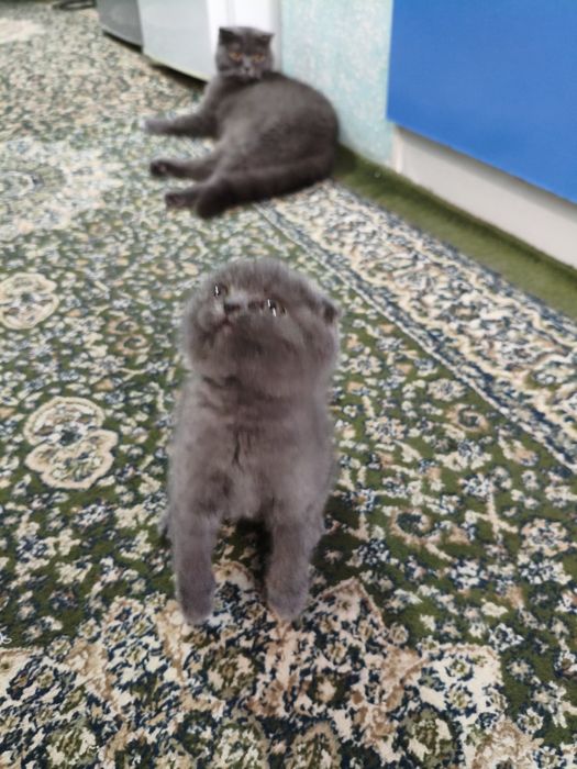 КОТЁНОК  Mushuk  sotiladi