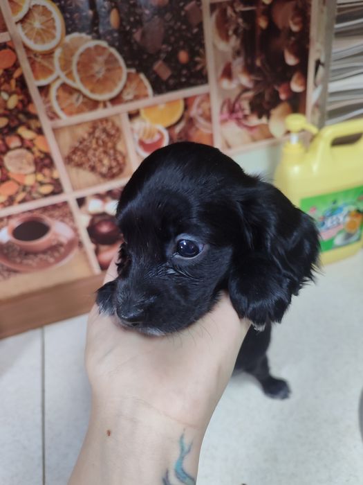 Продам друга для семьи