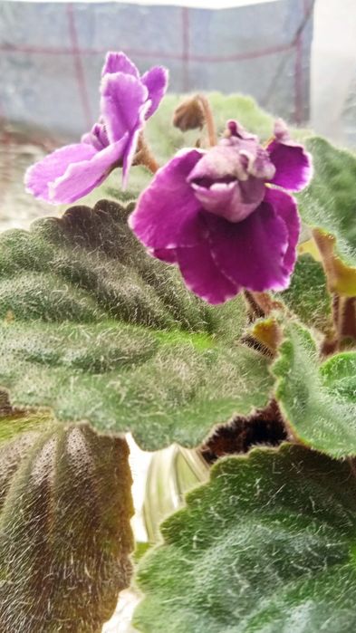 Продам цветущие фиалки