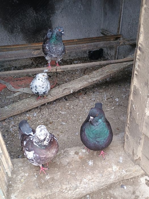 Porumbei de vânzare 8