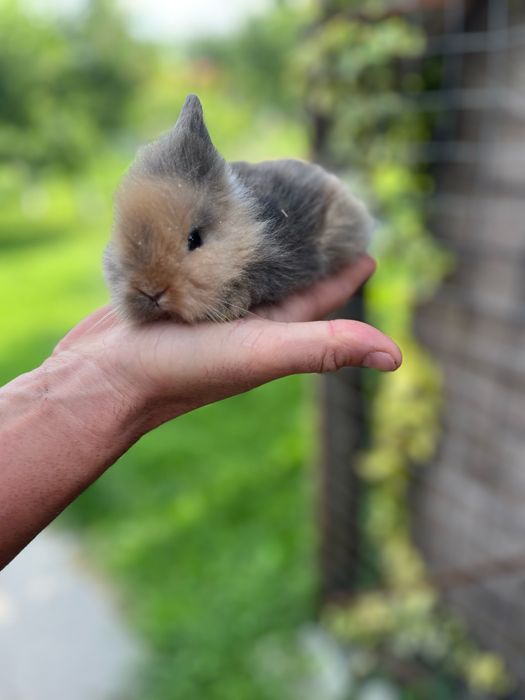 Iepurasi cu cap de leu