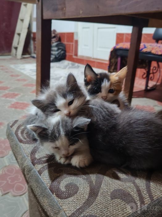 Котята в добрые и заботливые руки