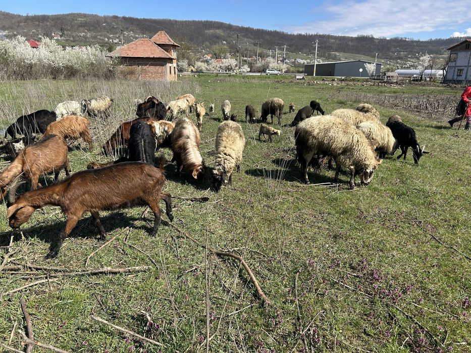 Vand 16 capre si 5 oi