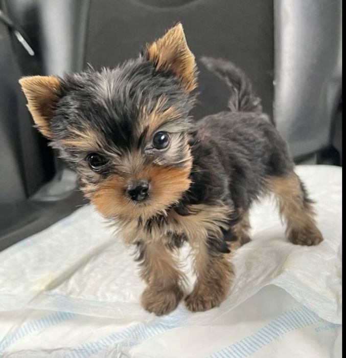 Йорки мини момче и момиче