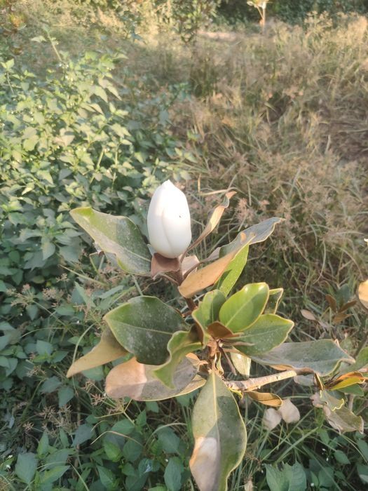 Тозза Италиянскй магнолия сотилади