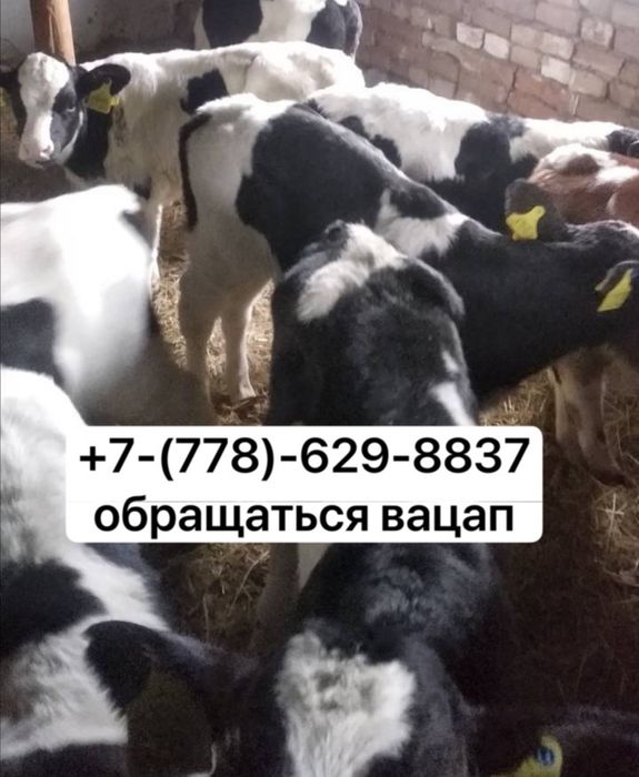 телятв молодые не дорого