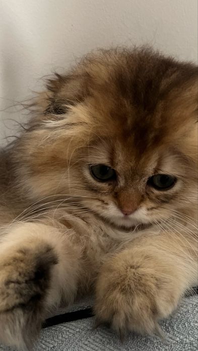 Котенок Золотой Шиншиллы