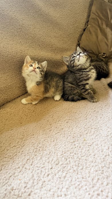 Продаются котята скотиш фолд и страйт