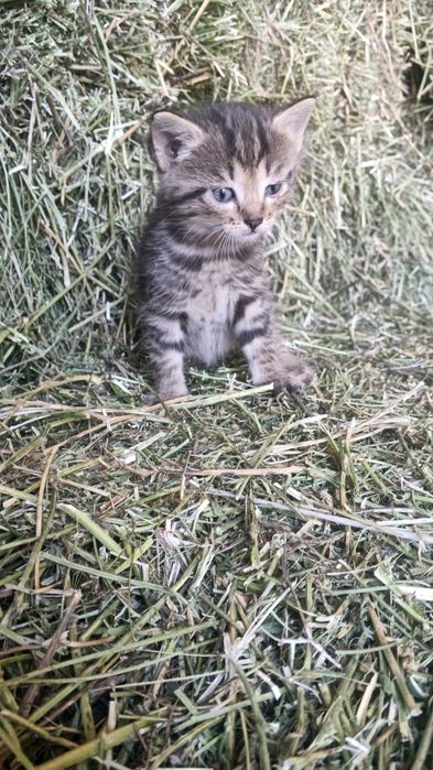 Котята крыселовы
