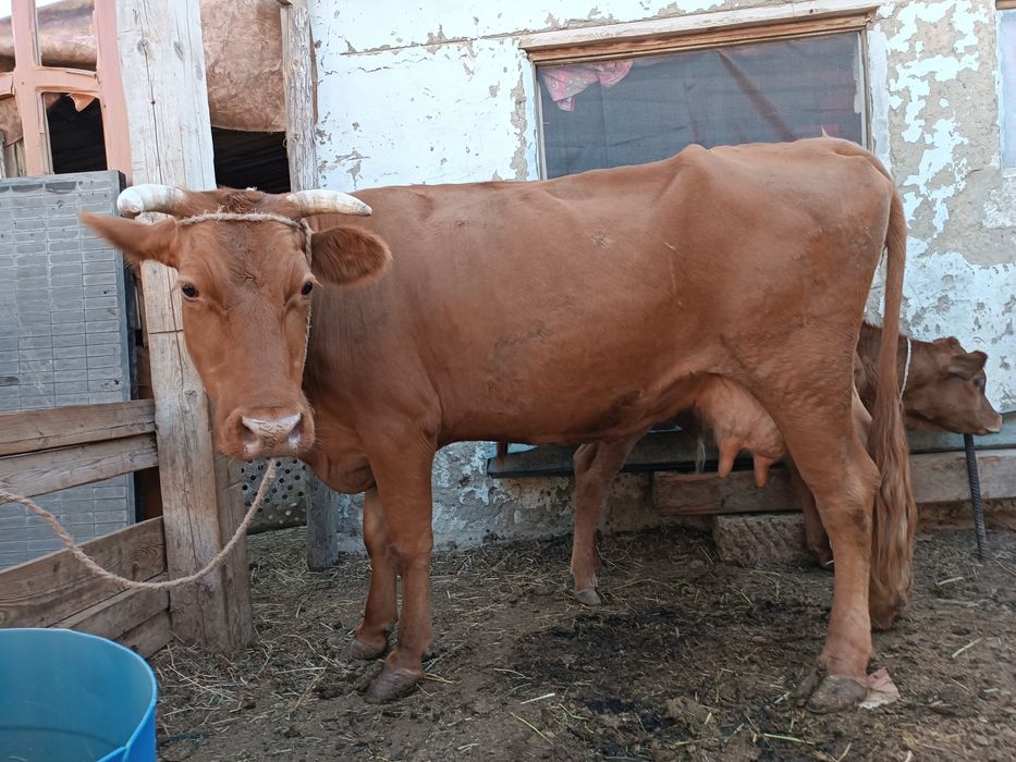 Сүтті сиырлар сатылады.