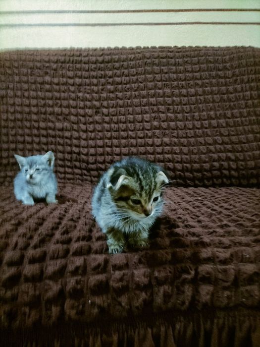 Скоч фолд она бола мушуклар сотилади