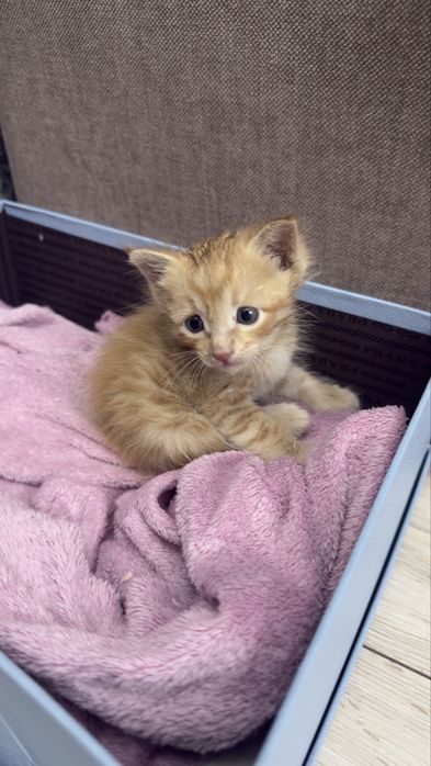 Котенка маленький