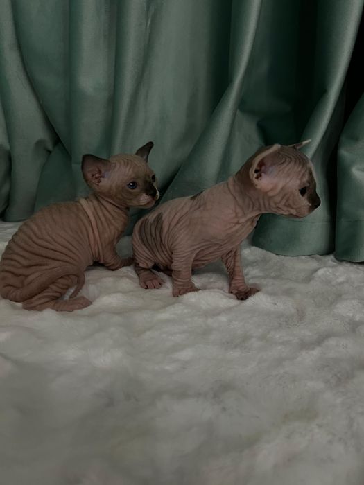 Вязка сфинкса Донской, Канадский